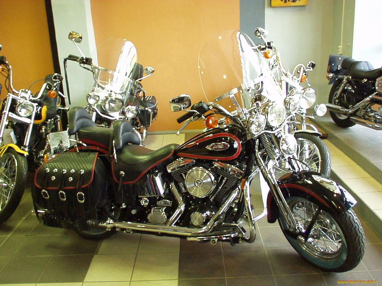 fanam, harlea, , harley, davidson